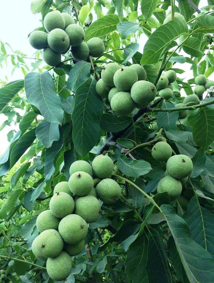 FERNETTE CEVİZ FİDANI